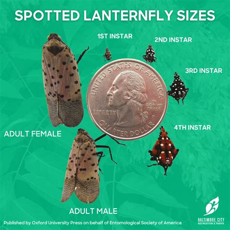 Spotted Lanternfly FAQs | Department of Recreation & Parks