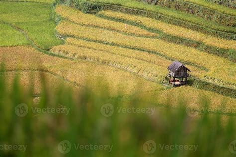 Rice Farm in Vietnam 1112078 Stock Photo at Vecteezy