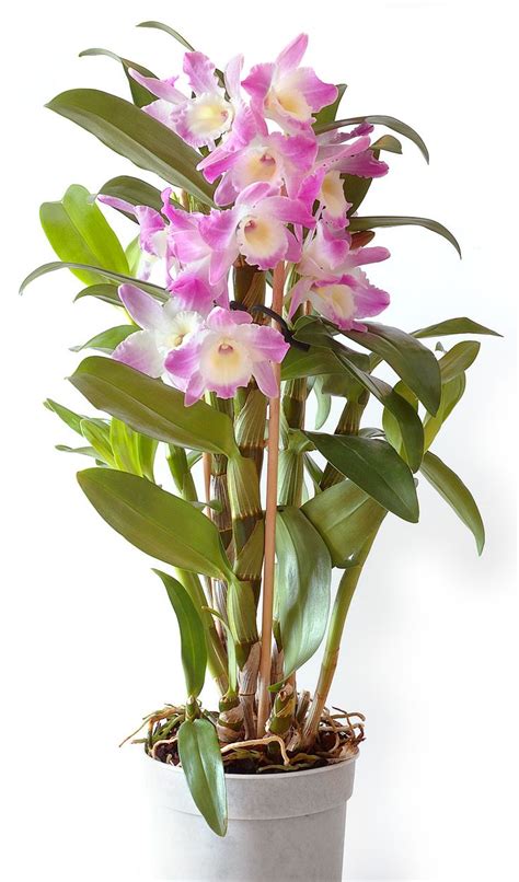 gousicteco: Orchid Plant Types Images