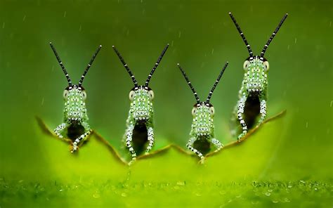 four elements green macro photography blurred depth of field insect ...