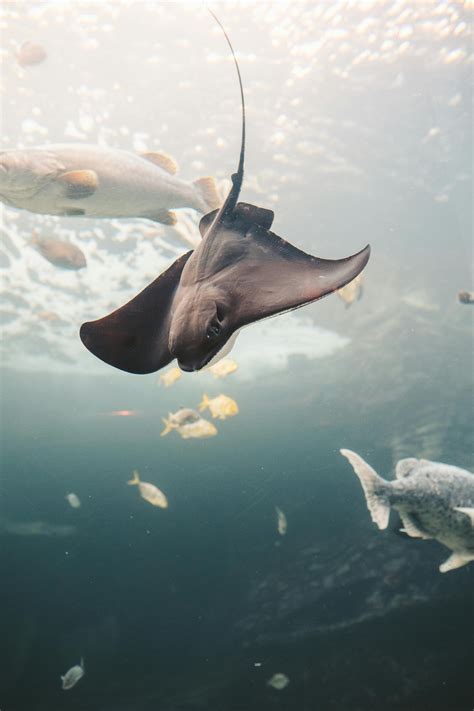 A Manta Ray Underwater · Free Stock Photo