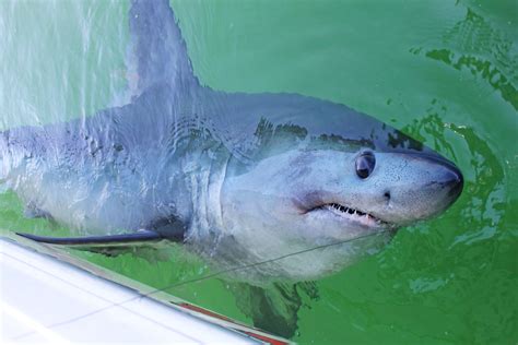 Beautiful healthy Porbeagle Shark tagged and released! #SportFishing # ...