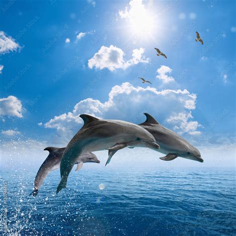 Dolphins jumping out of blue sea, seagulls fly high in blue sky Stock Photo | Adobe Stock