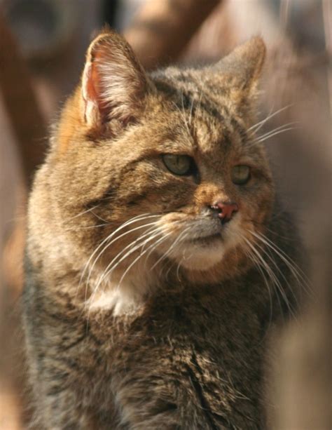 European wildcat (Felis silvestris) – life4oakforests.eu