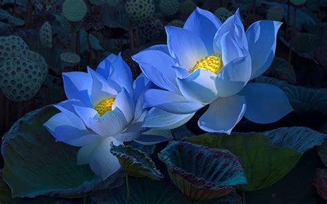 Blue Lotus Bloom HD Wallpaper