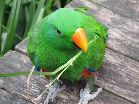 Eclectus Parrot (male), Adelaide Zoo - Trevor's Birding