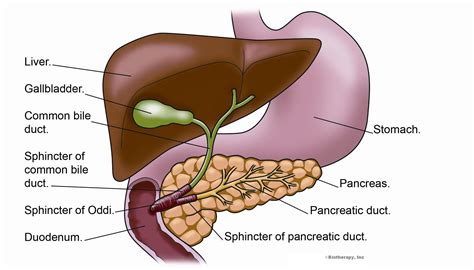 Alternative holistic approach to treating Sphincter of Oddi Dysfunction ...