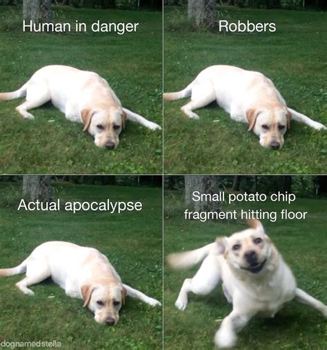 How Dogs React to Various Urgent Situations