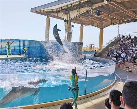 【画像19枚】『新江ノ島水族館』30㎝位の刃物のような物を持った不審者を目撃!?一時騒然となる・・・ : 時事ネタ最速族