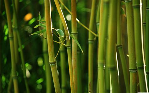 Bamboo 4K Wallpapers - Top Free Bamboo 4K Backgrounds - WallpaperAccess