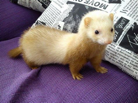 a small ferret sitting on top of a purple couch next to a newspaper pillow