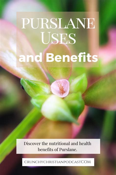 Purslane Uses and Benefits - Ultimate Homeschool Podcast Network