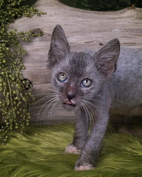 Meet the Lykoi: An Odd New Breed of "Werewolf" Cats | Werewolf cat, Lykoi cat, Feline