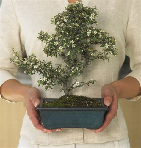 How to Mix Bonsai Soil