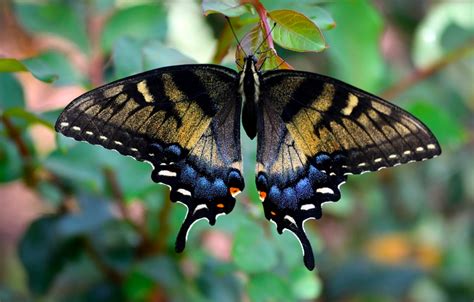 Swallowtail Butterfly Identification: A Quick and Easy Guide to North ...