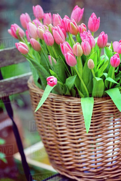 Basket with huge bouquet of pink tulips in amsterdam. trip to the netherlands in spring - Stock ...