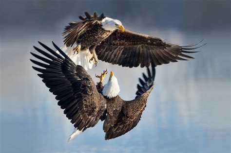 High-Flying Showdown: Two Bald Eagles Engage in Aerial Duel Over a ...