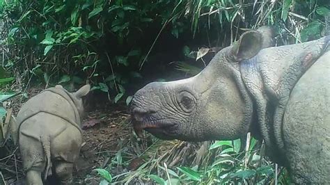 Two endangered Javan rhino calves spotted in Indonesia’s Ujung Kulon park | Al Arabiya English