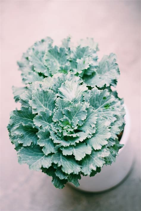 Growing Kale Indoors » Top Tips for Growing Anywhere