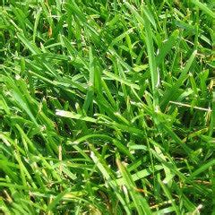 Florida Grown 100% Pure Pensacola Bahia Lawn Grass Seed | Seed World