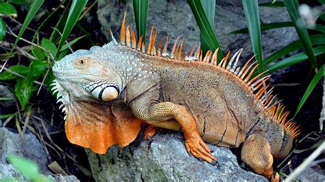 reptile, Iguana HD Wallpapers / Desktop and Mobile Images & Photos