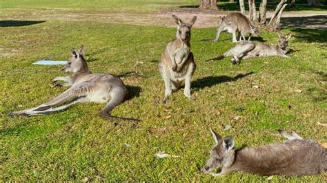 Australian man victim of rare fatal kangaroo attack | CBC News