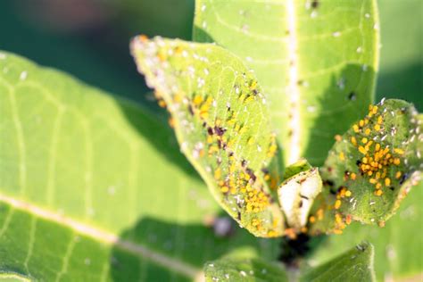 Monarch butterfly eggs | July 21 2011 Hanover bridge mirror … | Flickr