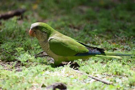 5 Amusing/Interesting Facts About Quaker Parrots!