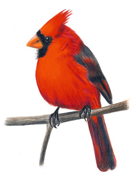 Red Cardinal Bird Clip Art | Free download on ClipArtMag