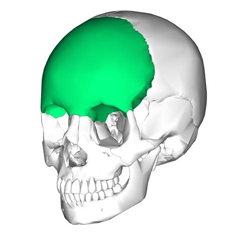 File:Frontal bone lateral3.png - Wikimedia Commons