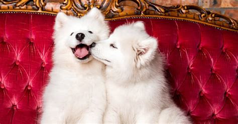 7 Fascinating Reasons Why Dogs Kiss Each Other - DogVills