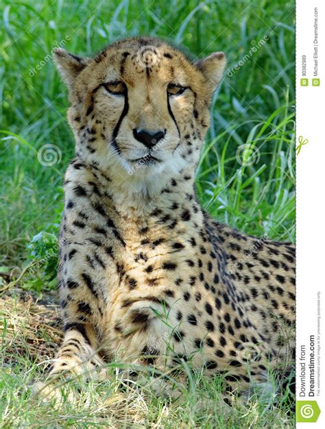 Cheetah stock image. Image of hunter, buckskinman, fastest - 90382989