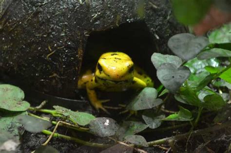 Golden Poison Frog Facts For Kids & Adults: Pictures, Information & Video