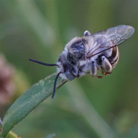 Urbane Digger Bee and Sleeping on Flowers – estuary.us