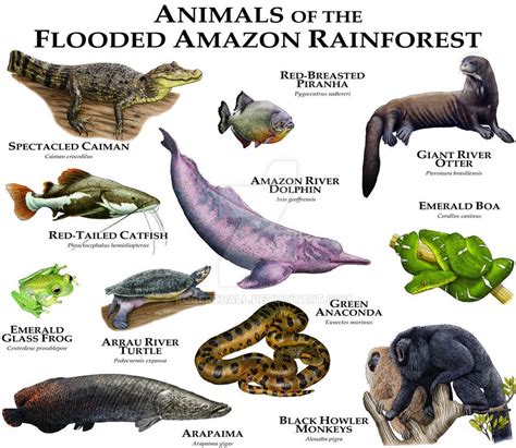 Facts About Animals In The Rainforest