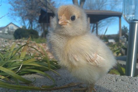 Easter Egger colors | BackYard Chickens - Learn How to Raise Chickens