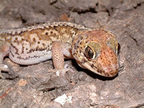 Frog-eyed gecko at Northampton Reptile Centre | Reptiles, Reptiles pet ...