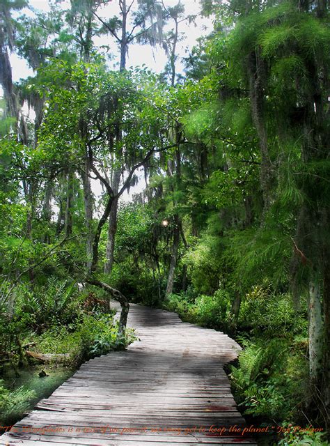 Loxahatchee National Wildlife Park Photograph by Judy Paleologos - Pixels