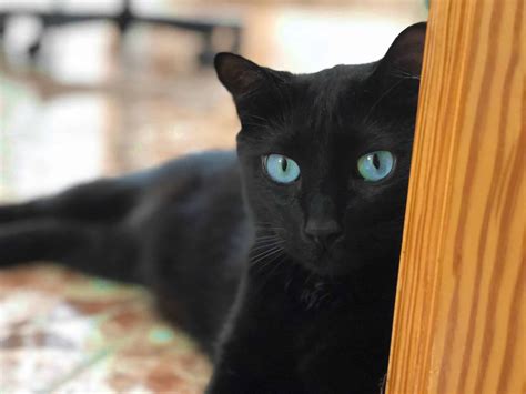 The Best 16 Pictures Of Black Cats With Blue Eyes - greatgettycircle