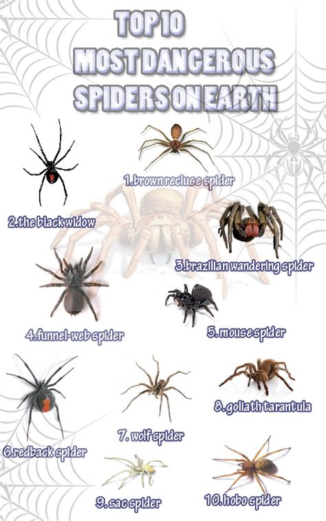 Pin by July M on NATURA | Dangerous spiders, Spider identification ...