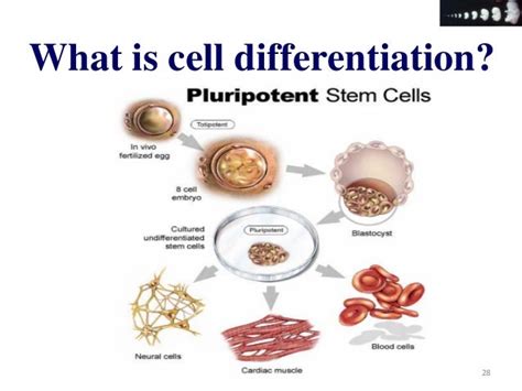 Cell proliferation & differentiation