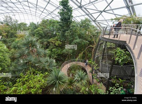 "Skywalk" of the Masoala rainforest hall in Zurich zoo Stock Photo - Alamy