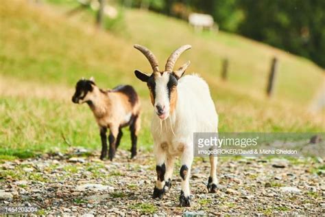 Goat Breeds Photos and Premium High Res Pictures - Getty Images