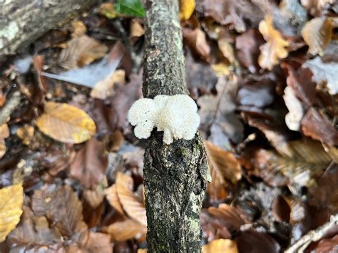 Schizophyllum commune: The Ultimate Mushroom Guide