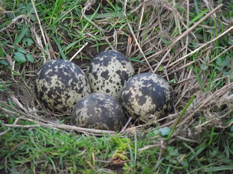 Caldertop Cottage Nature Diary: Lapwing Nests