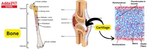 Difference Between Bone and Cartilage with Examples