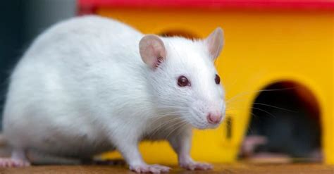 Fancy Rats vs Dumbo Rats: How to Tell the Difference Between the Two ...