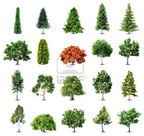 Here is a picture with several different shapes of trees. This is a good example to look at if ...