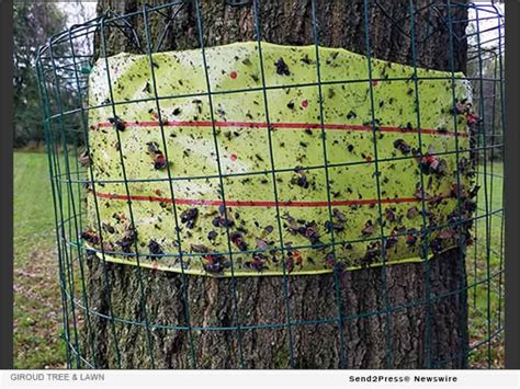 How to Capture and Destroy Spotted Lanternfly Nymphs in 2020 - Florida Newswire