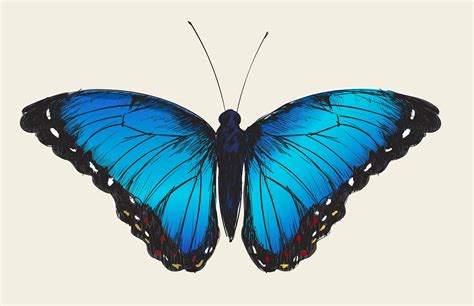 Review Of Butterfly Drawing Blue 2023